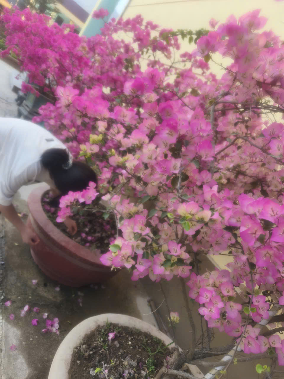 Hoạt động chăm sóc bồn hoa cây cảnh, khuôn viên trường